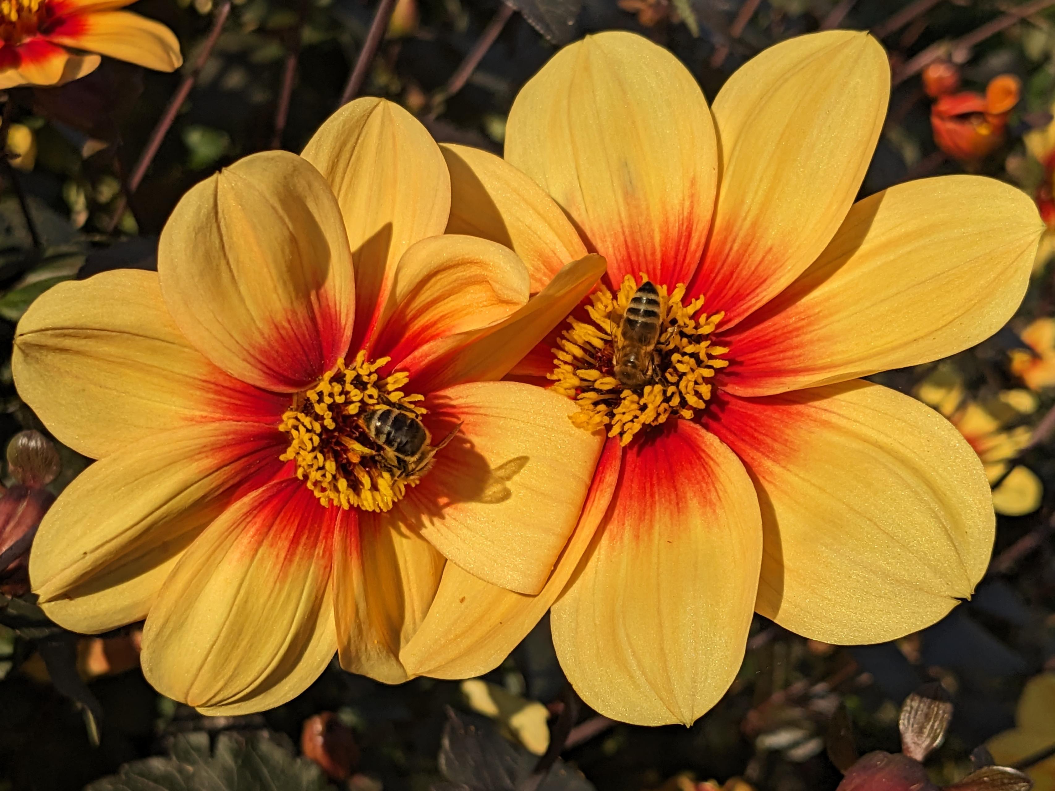 Flowers with bees on them
